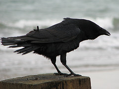 Image courtesy of Flickr Creative Commons - Crow by Danny Chapman.