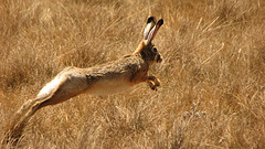 Image courtesy of Flickr Creative Commons - Running Ethiopian Highland Hare (Lepus starcki) by Jeffrey Kerby